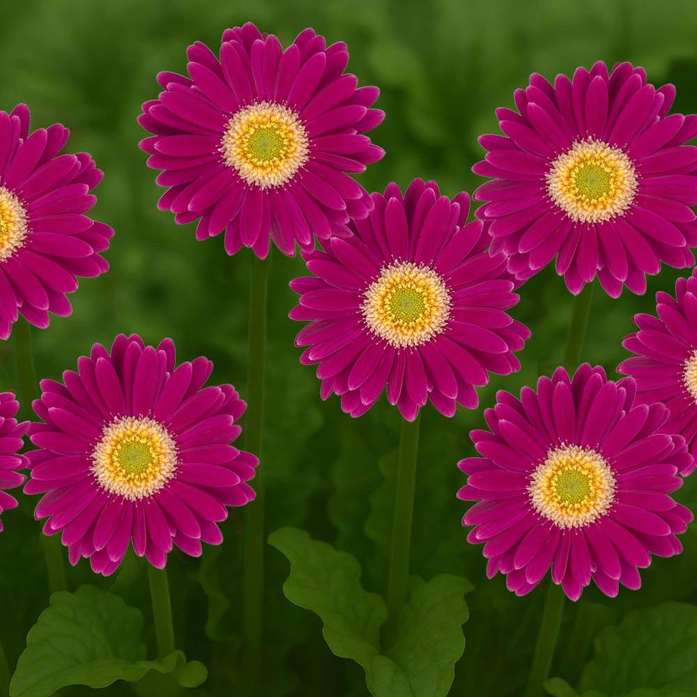 Purple - YouGarden - Purple Gerbera Sunshaper Collection - 2