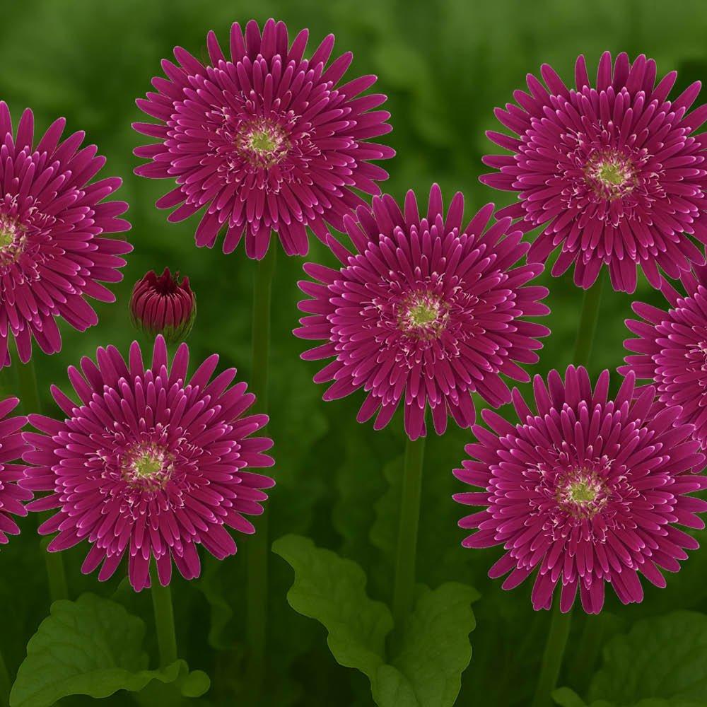 Purple - YouGarden - Purple Gerbera Sunshaper Collection - 3