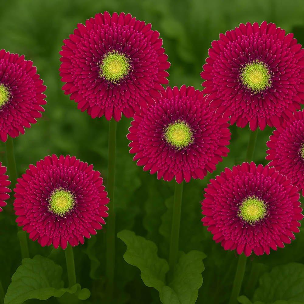 Purple - YouGarden - Purple Gerbera Sunshaper Collection - 4