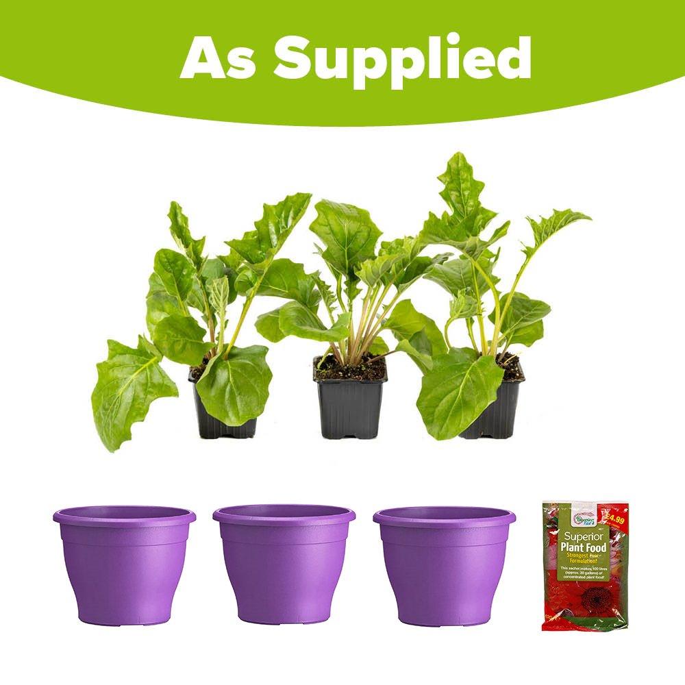 Purple - YouGarden - Purple Gerbera Sunshaper Collection - 5