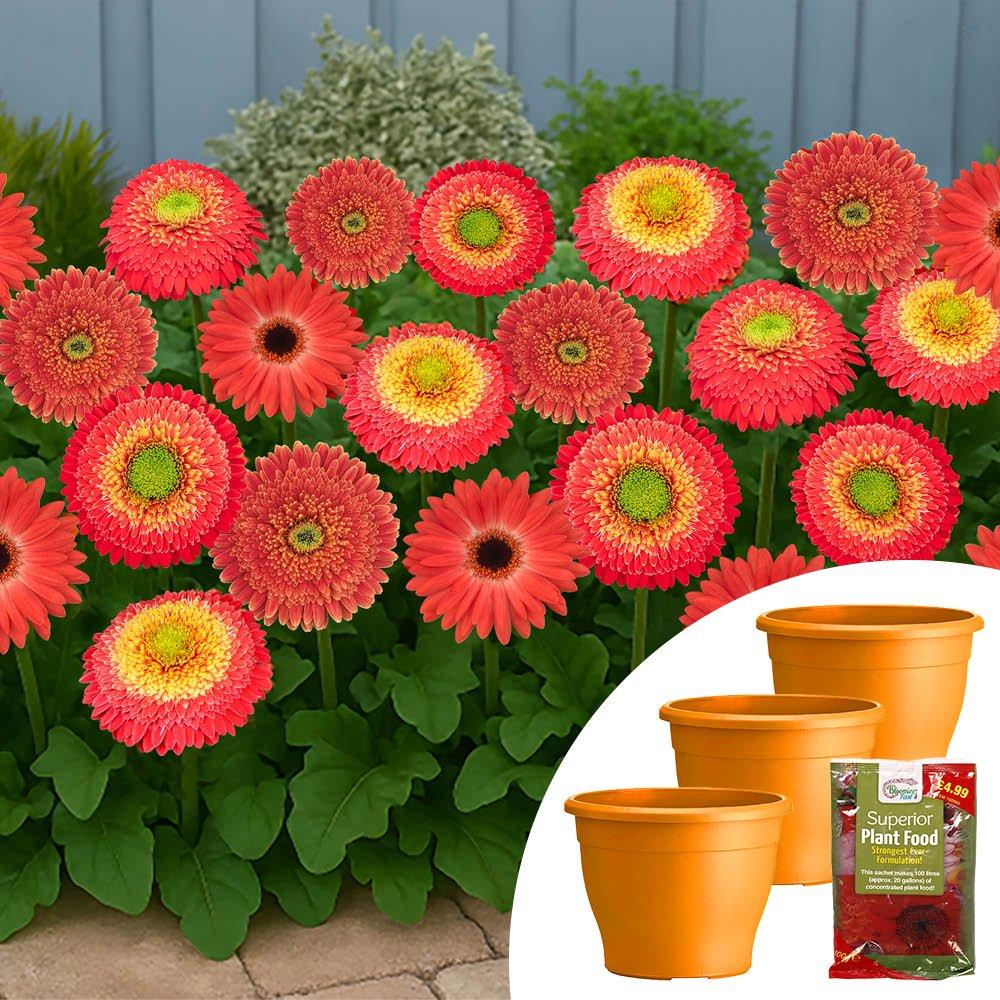 Yougarden  Gerbera Sunshaper Collection Orange - 3x9cm pot