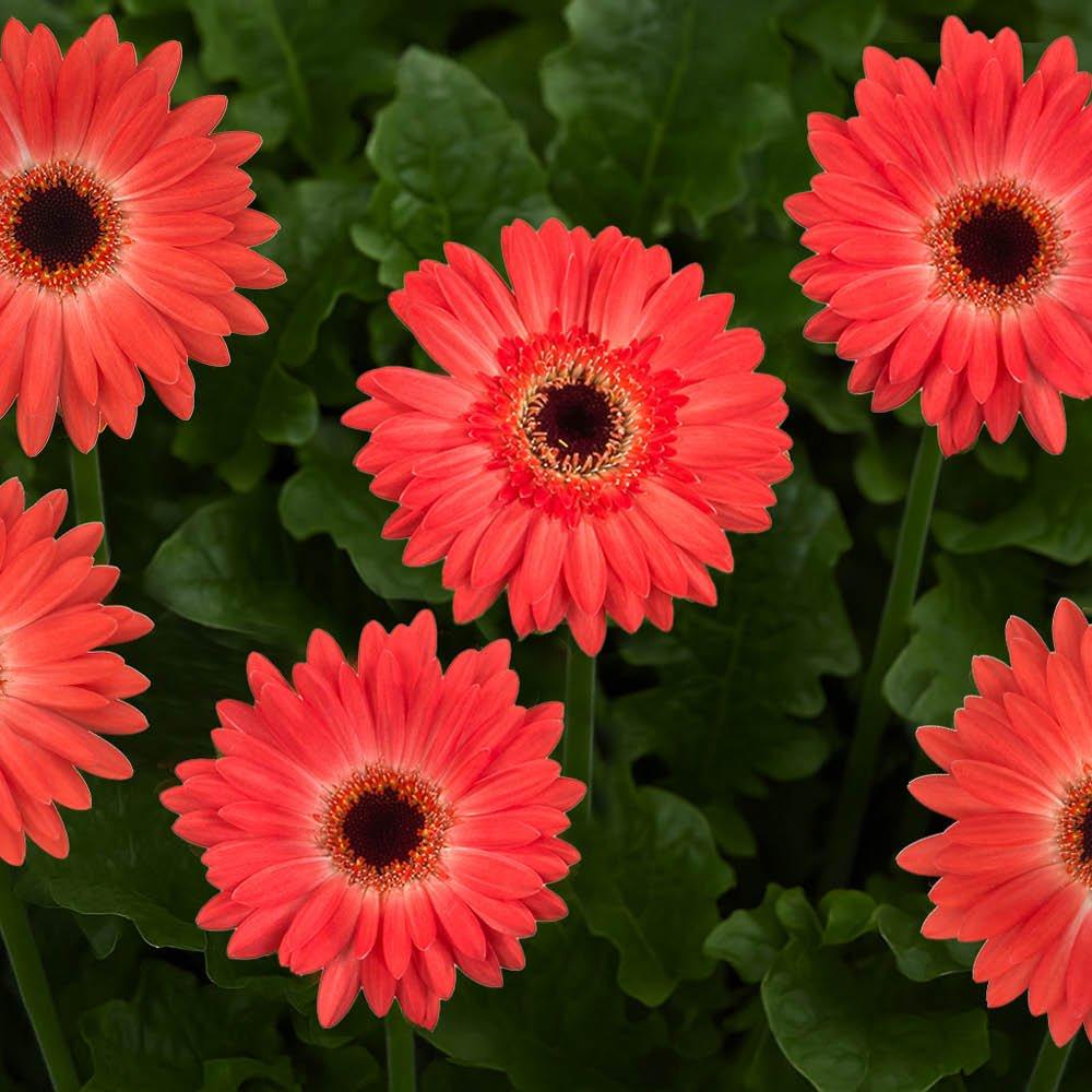 Orange - YouGarden - Orange Gerbera Sunshaper Collection - 3