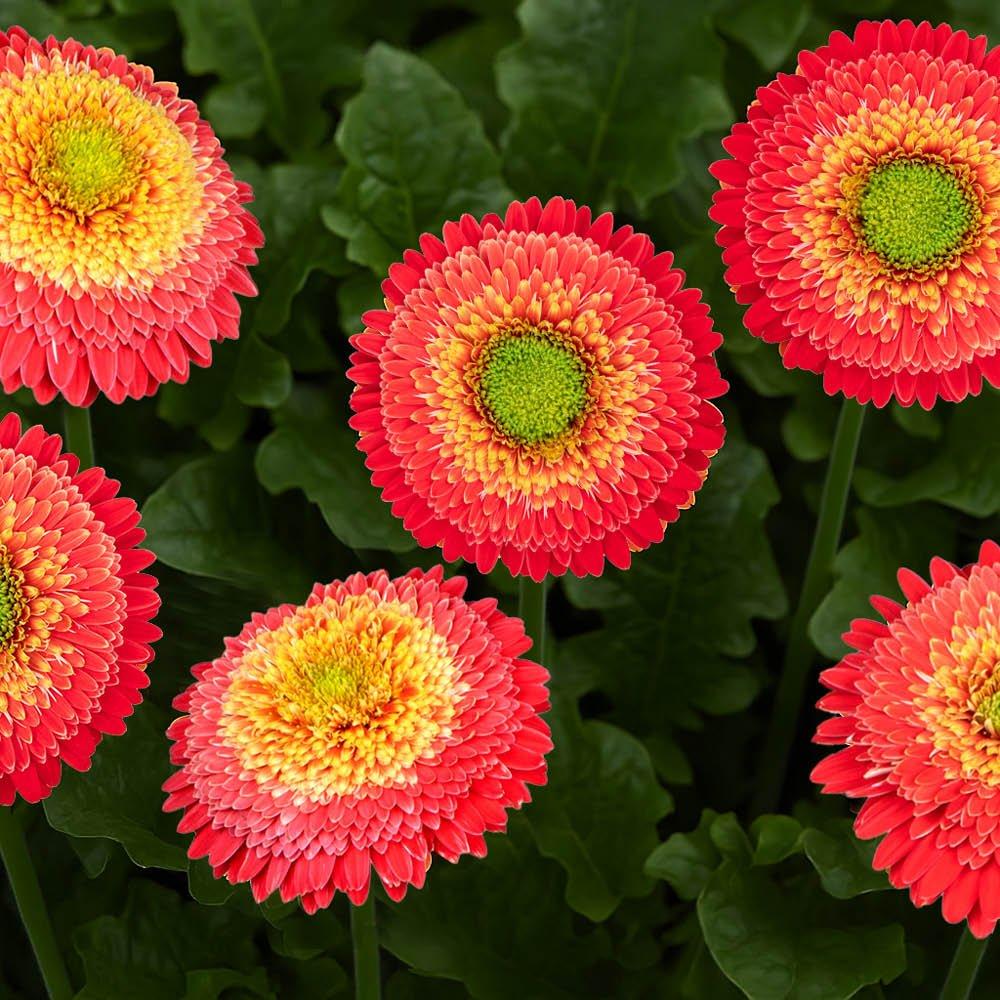 Orange - YouGarden - Orange Gerbera Sunshaper Collection - 4