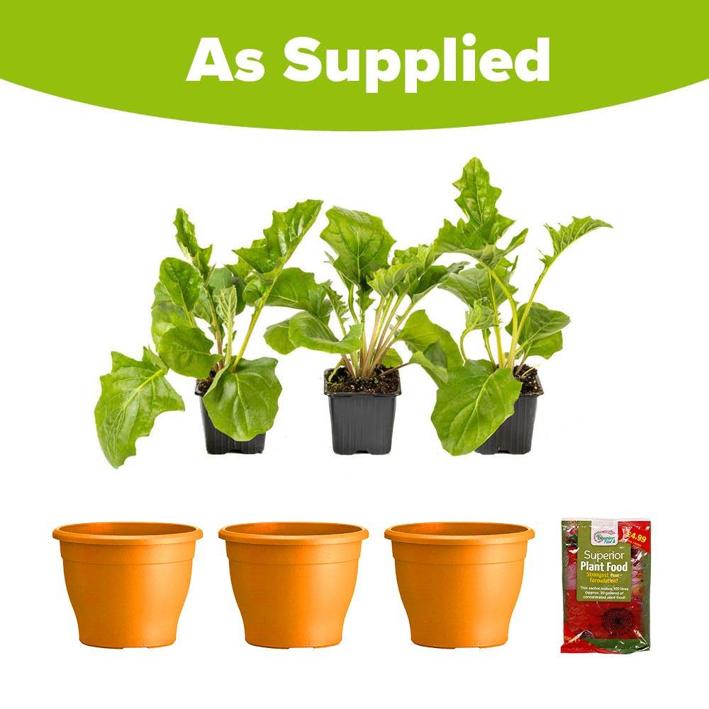 Orange - YouGarden - Orange Gerbera Sunshaper Collection - 5