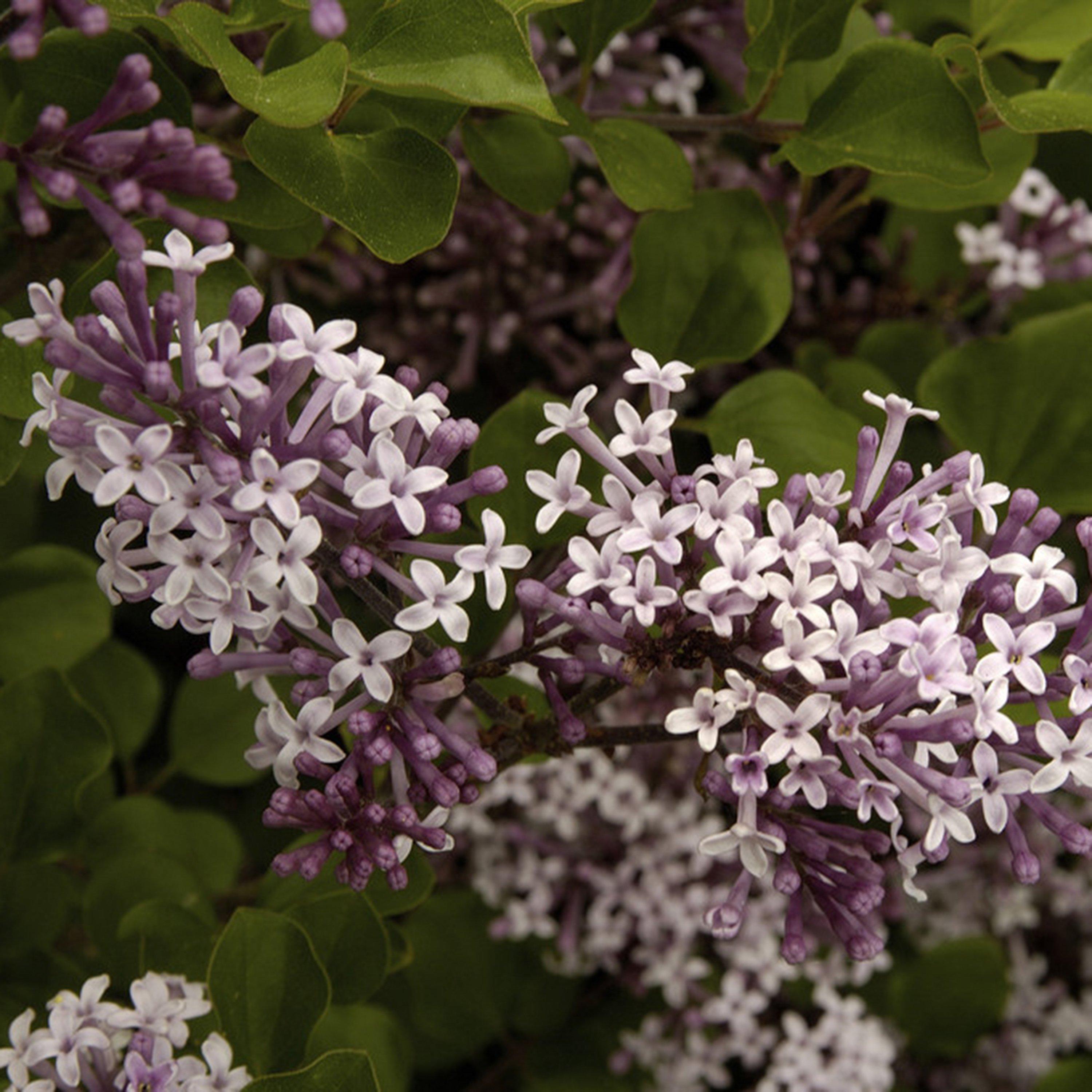 Yougarden  Syringa Palibin 3L 50-60Cm - Purple - 3L Pot