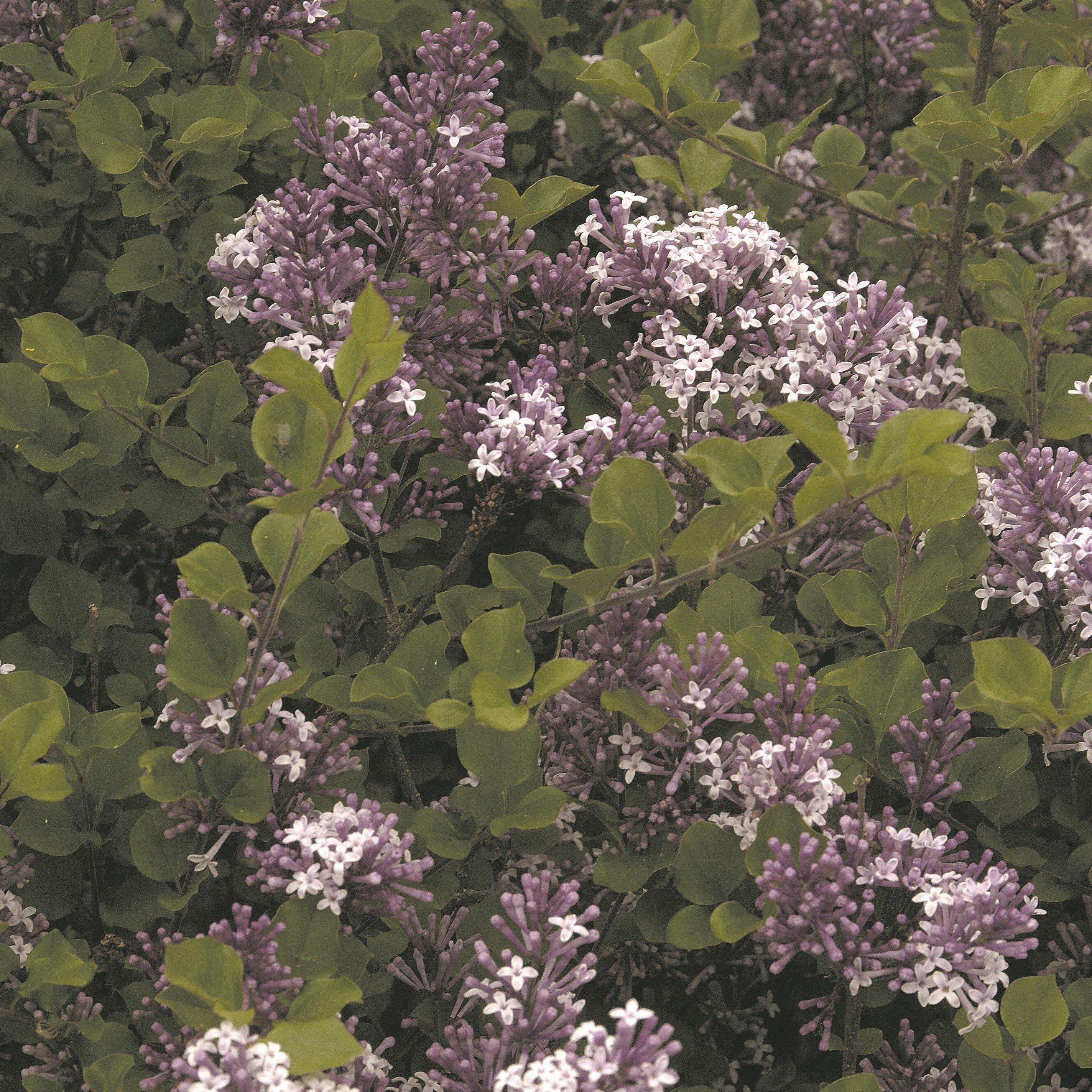 Purple - YouGarden - Syringa Palibin 3L 50-60cm - 2