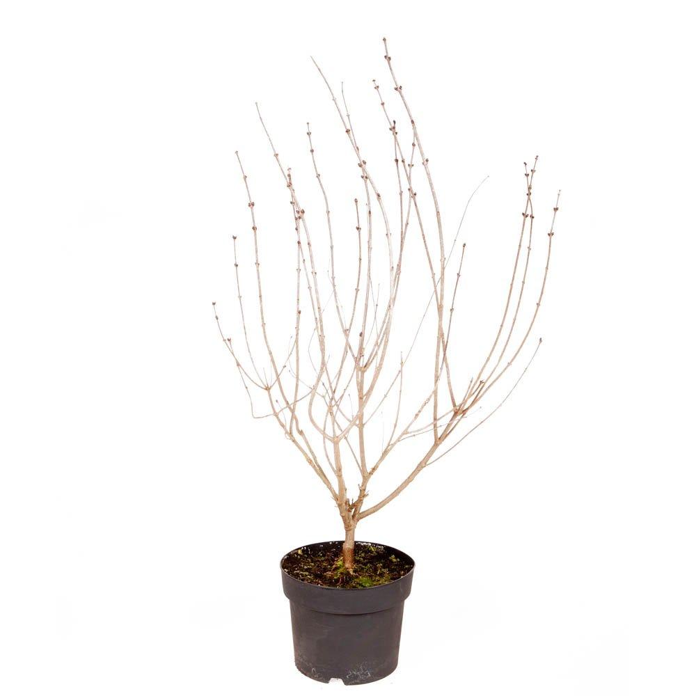 Purple - YouGarden - Syringa Palibin 3L 50-60cm - 3