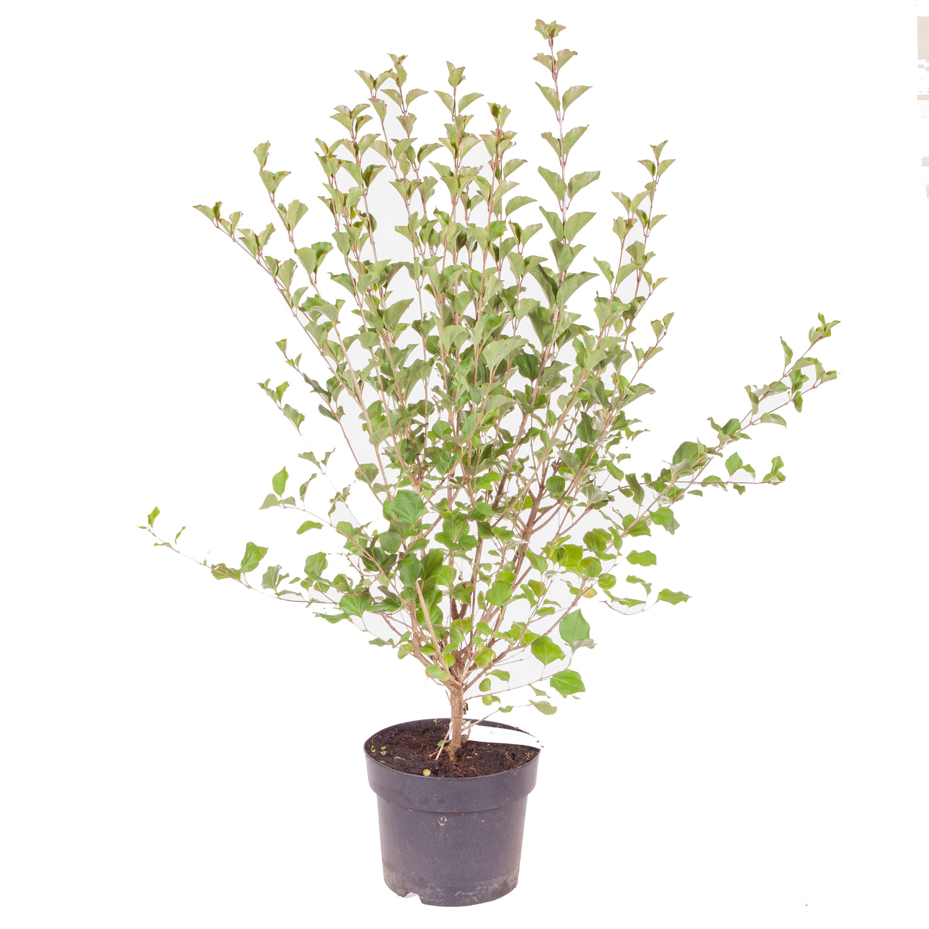 Purple - YouGarden - Syringa Palibin 3L 50-60cm - 4