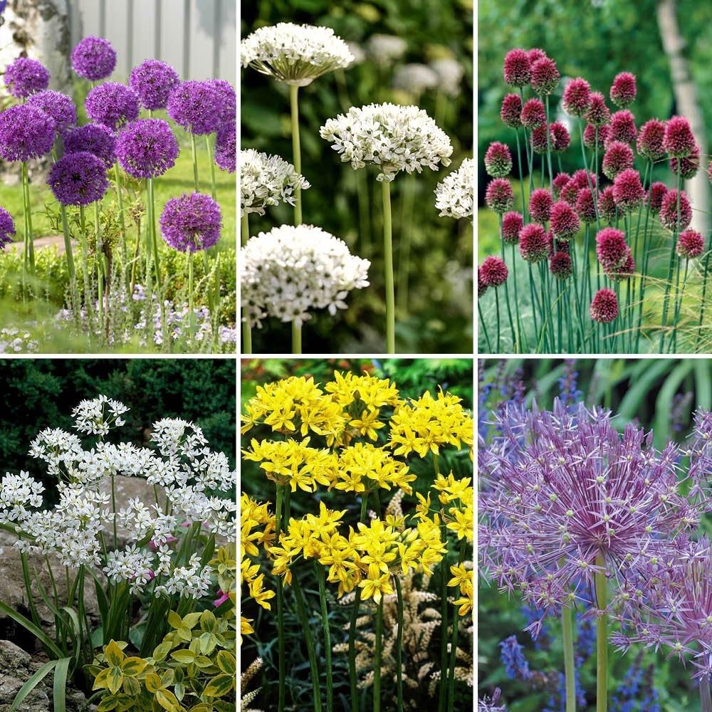 Purple - YouGarden - Allium Collection 100 bulb - 1