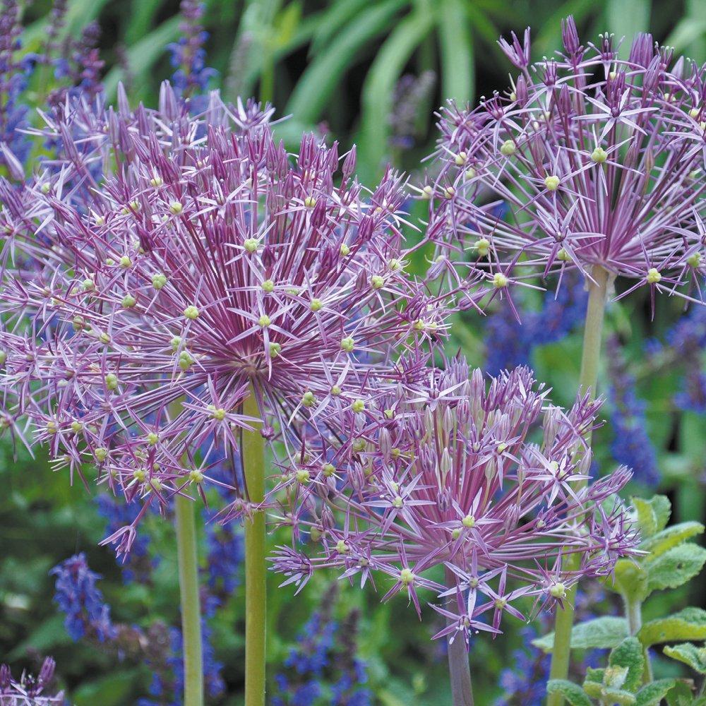 Purple - YouGarden - Allium Collection 100 bulb - 3