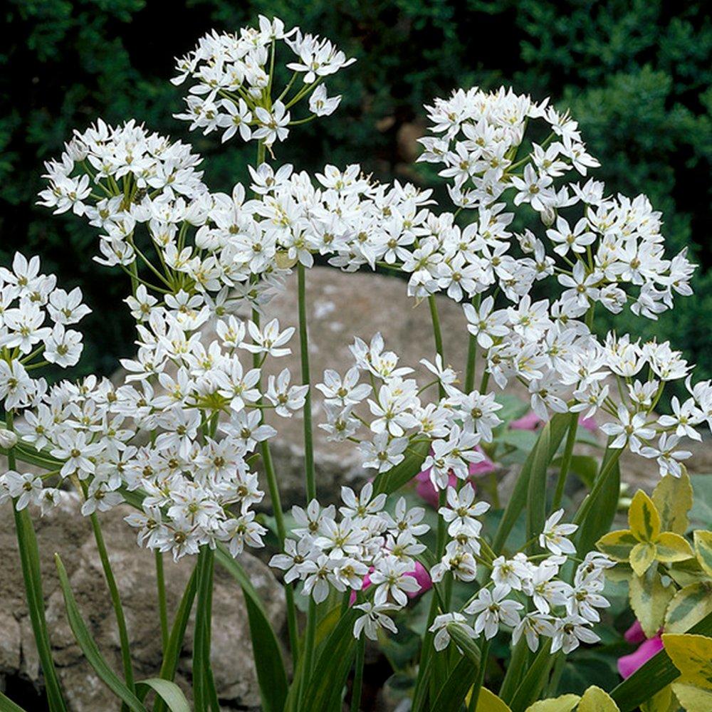 Purple - YouGarden - Allium Collection 100 bulb - 4