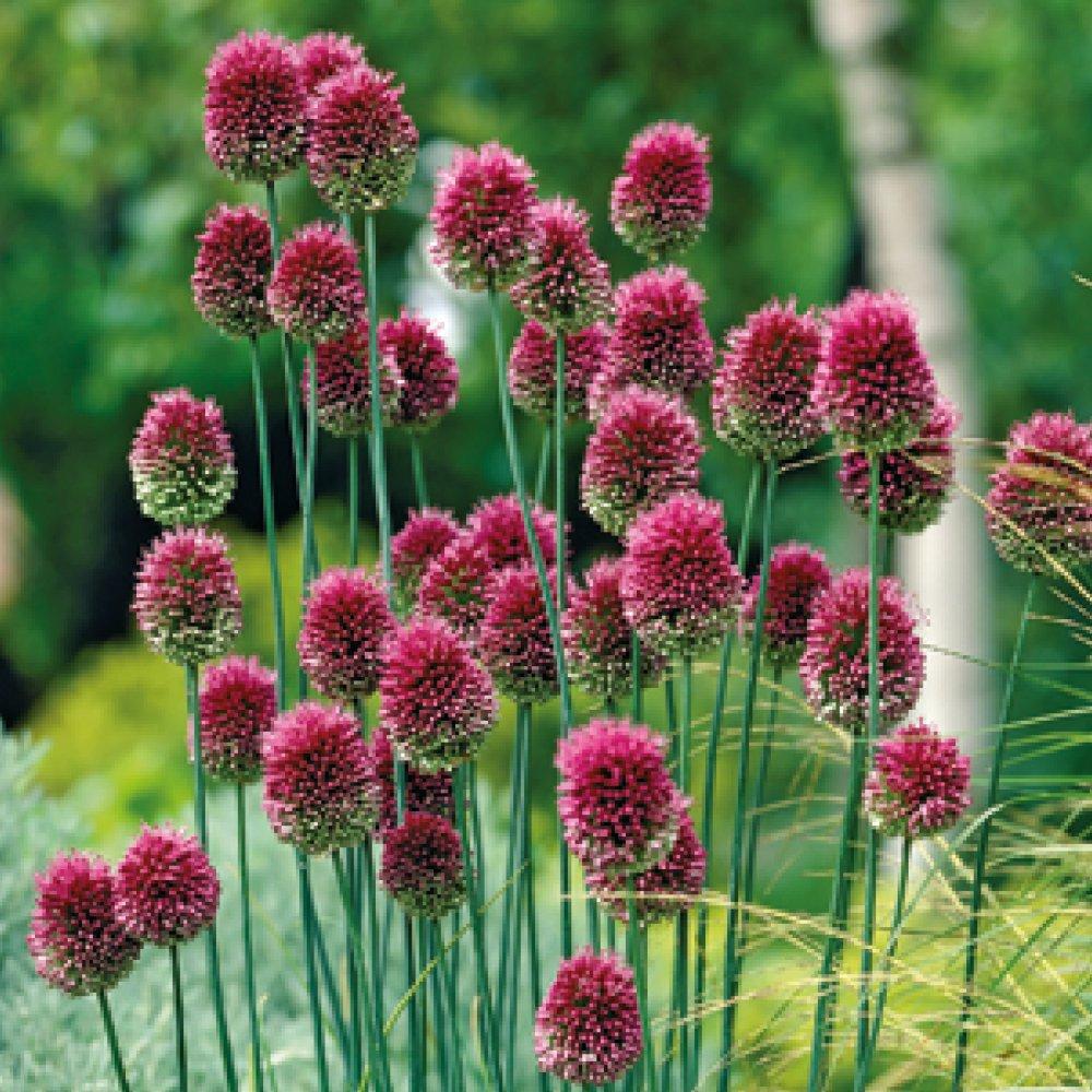 Purple - YouGarden - Allium Collection 100 bulb - 5