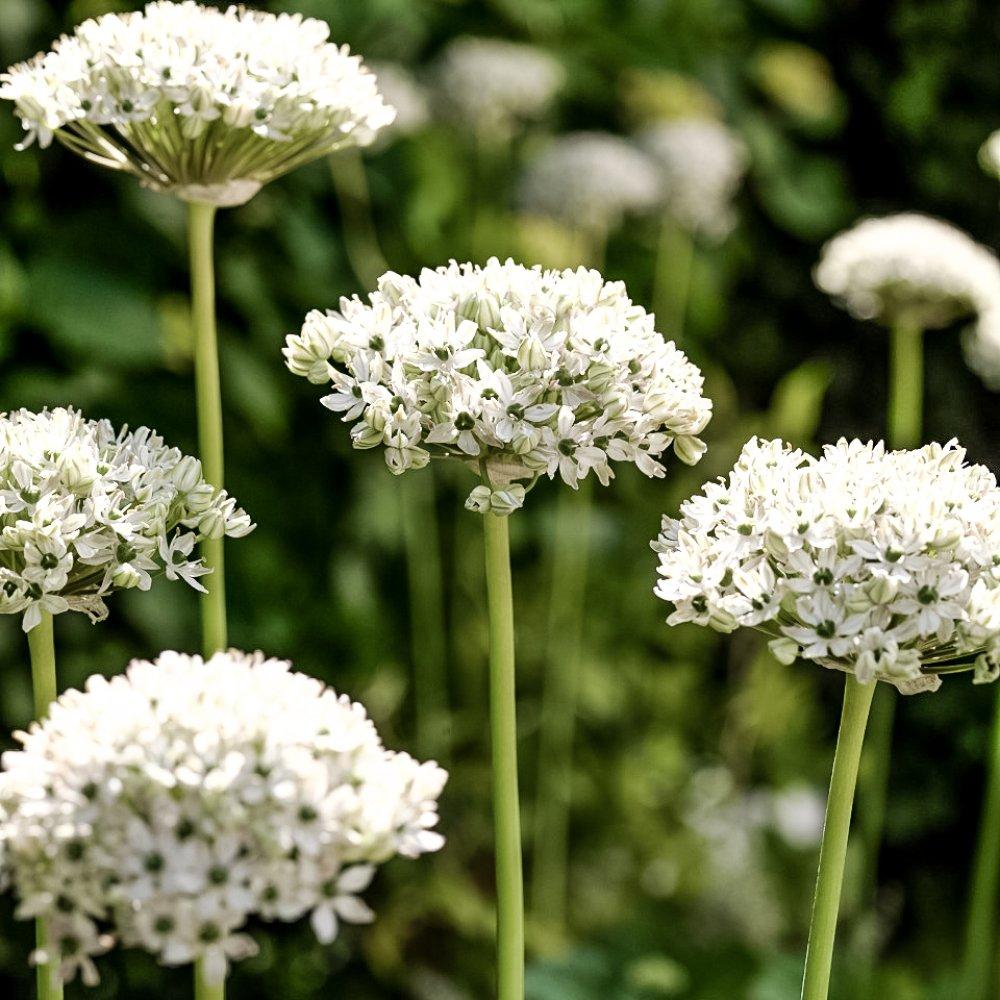Purple - YouGarden - Allium Collection 100 bulb - 6