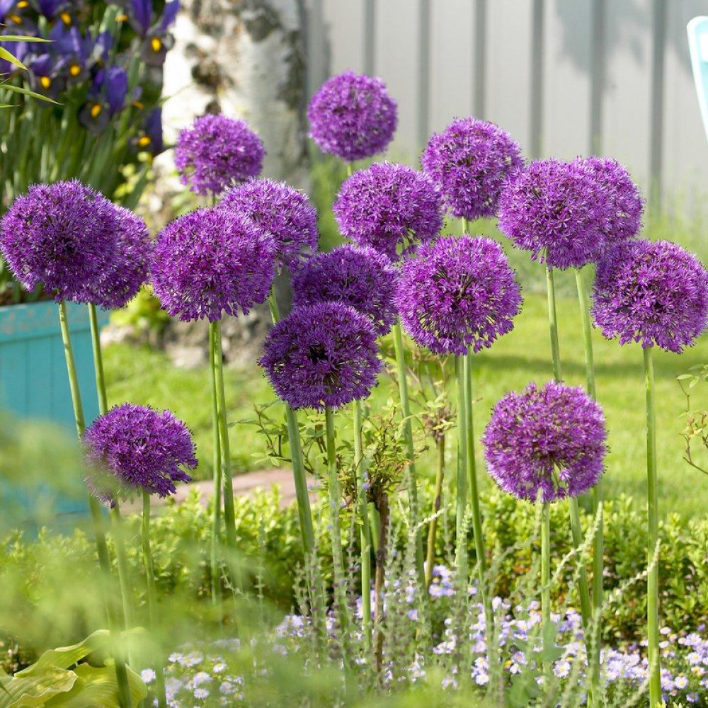 Purple - YouGarden - Allium Collection 100 bulb - 7