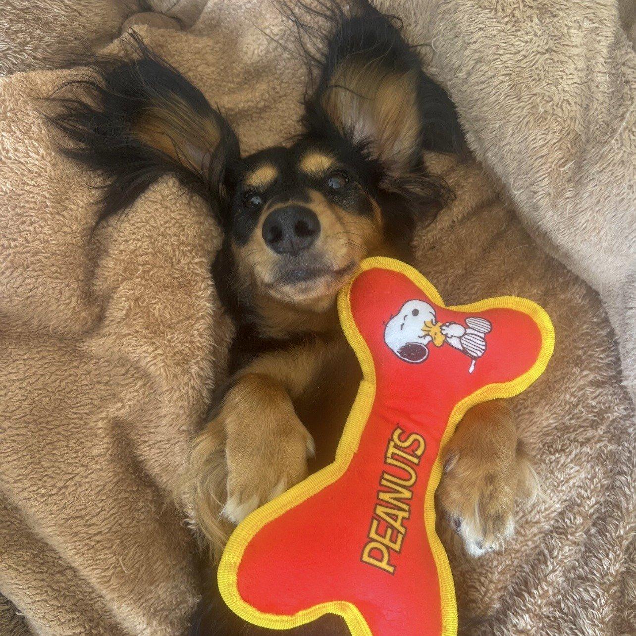Multi - Snoopy - Peanuts Bone Pet Toy - 4
