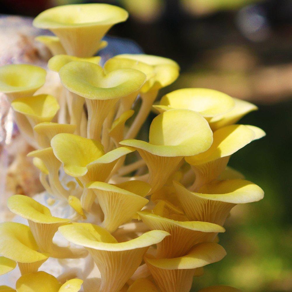 Multi - YouGarden - Grow You Own - Yellow Oyster Mushroom Kit - 2