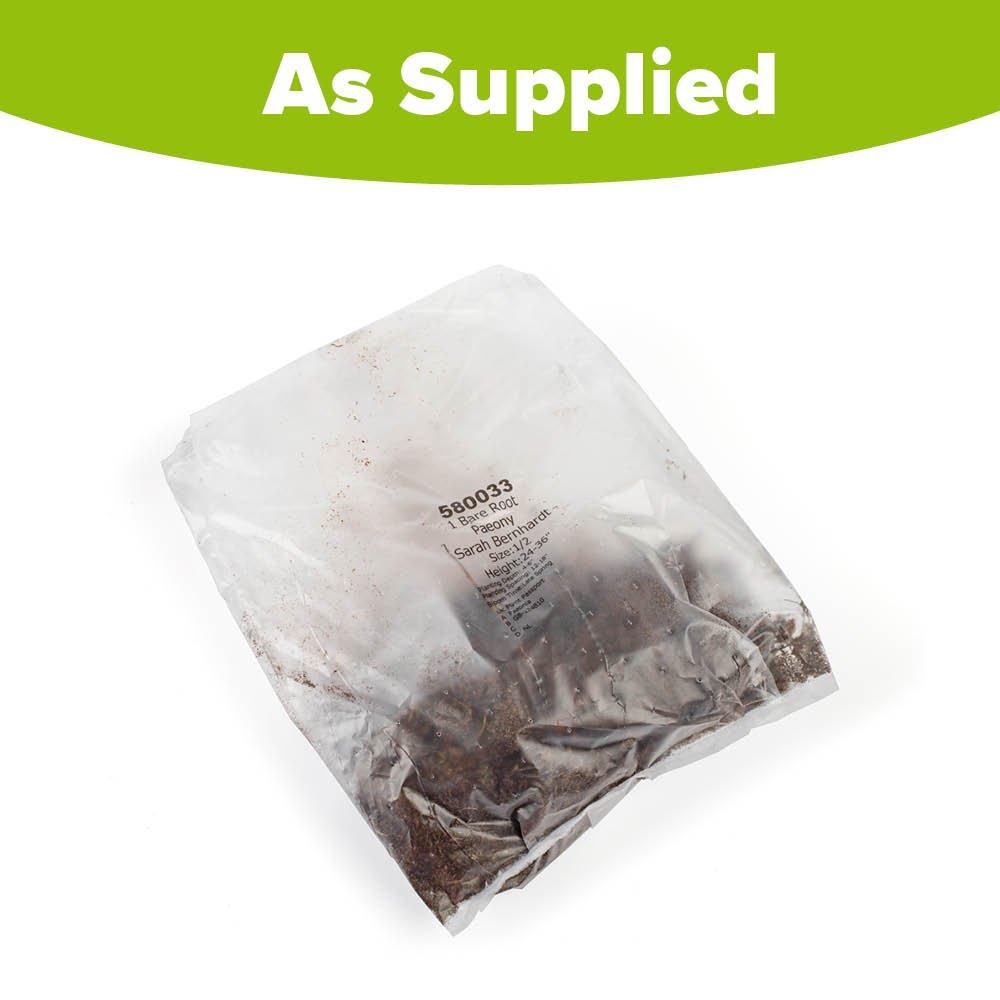 Pink - YouGarden - Peony Sarah Bernhardt (1 Bare Root) - 2