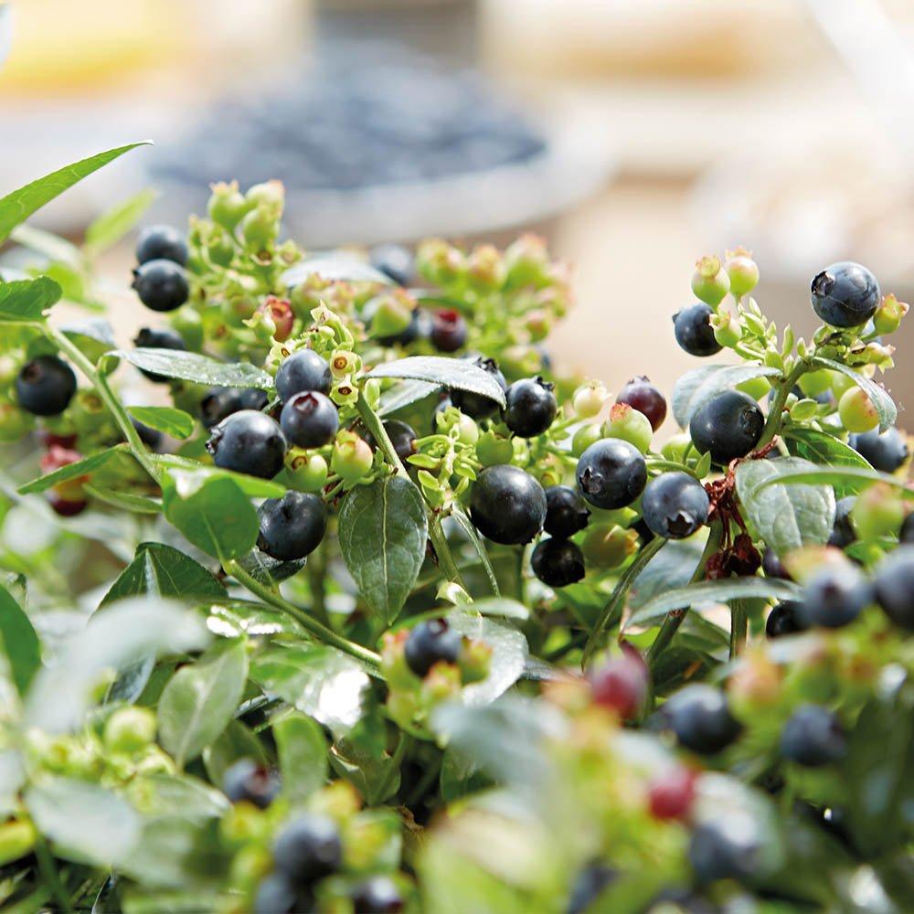 Multi - YouGarden - Vaccinium (Blueberry) Berrybux (3 x 10.5cm) - 1
