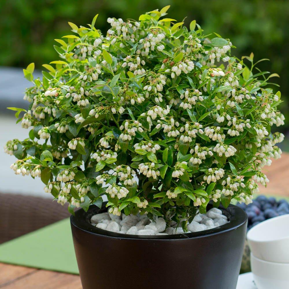 Multi - YouGarden - Vaccinium (Blueberry) Berrybux (3 x 10.5cm) - 2