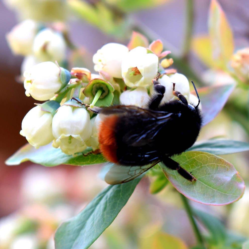 Multi - YouGarden - Vaccinium (Blueberry) Berrybux (3 x 10.5cm) - 3