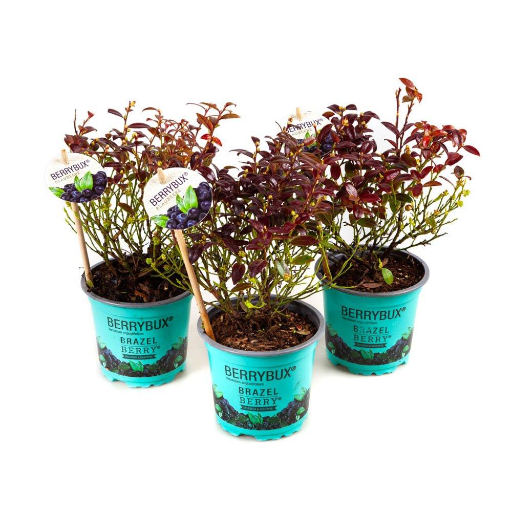 Multi - YouGarden - Vaccinium (Blueberry) Berrybux (3 x 10.5cm) - 4