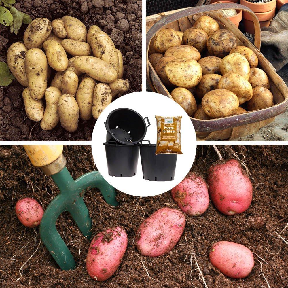 Yougarden   Patio Potato Collection - 18 Tubers