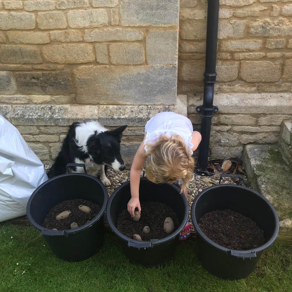 Multi - YouGarden - Patio Potato Collection - 2