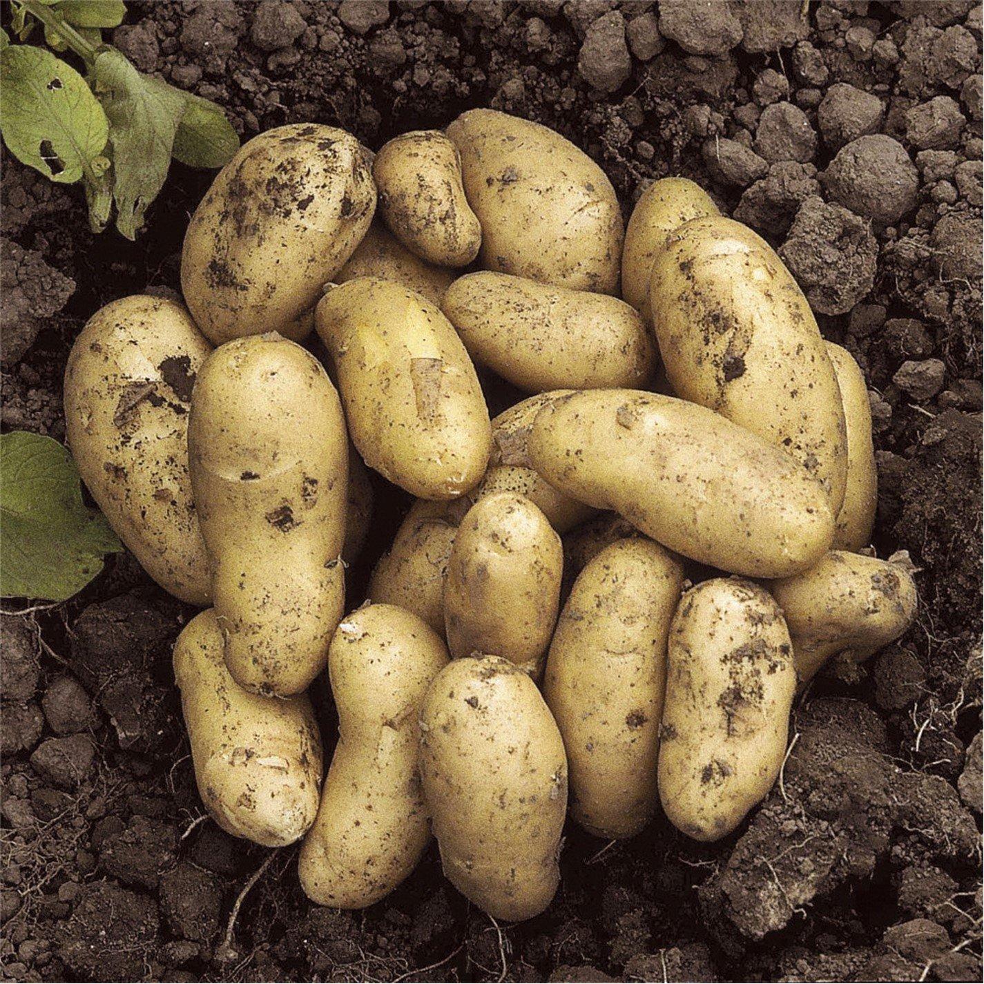 Multi - YouGarden - Patio Potato Collection - 4