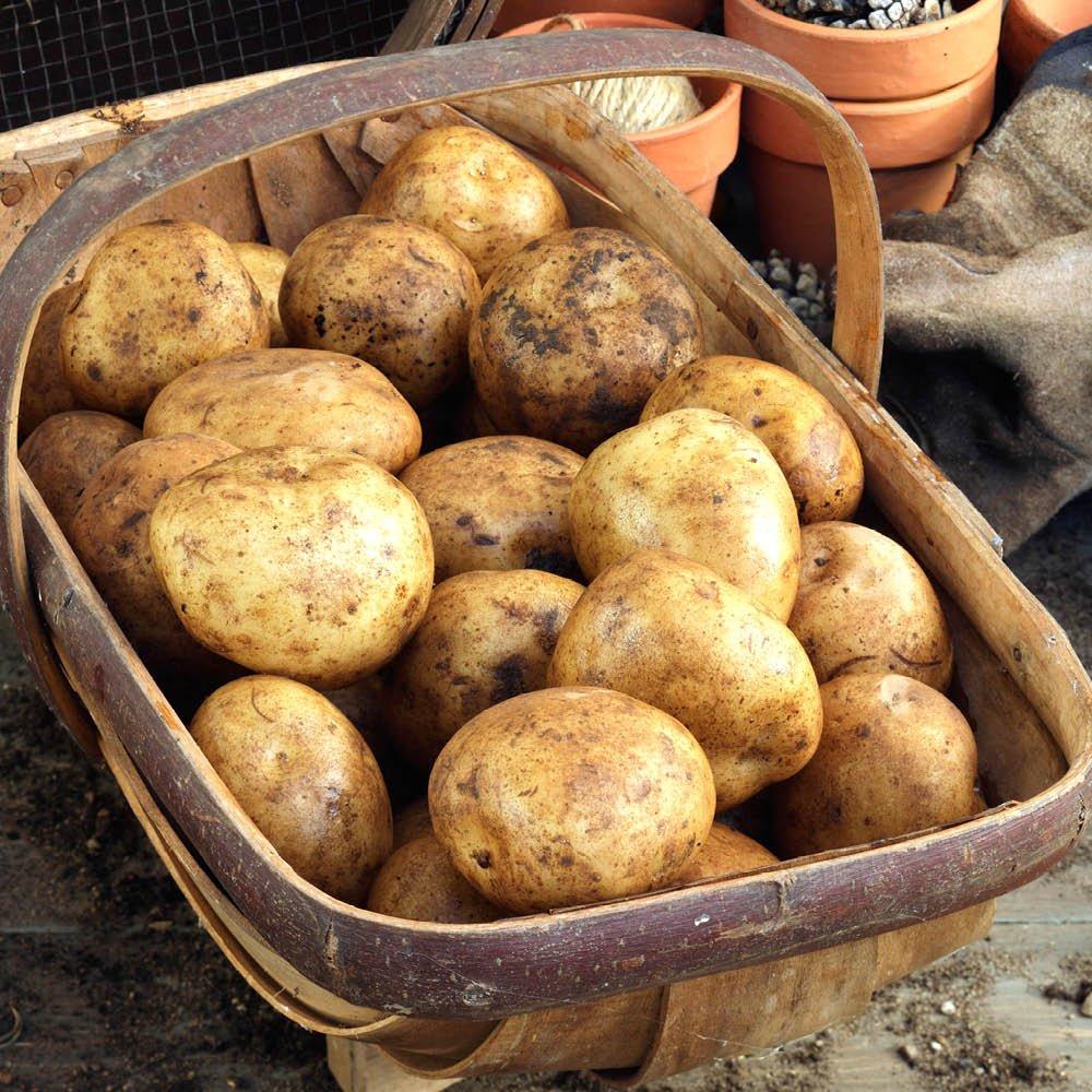 Multi - YouGarden - Patio Potato Collection - 6