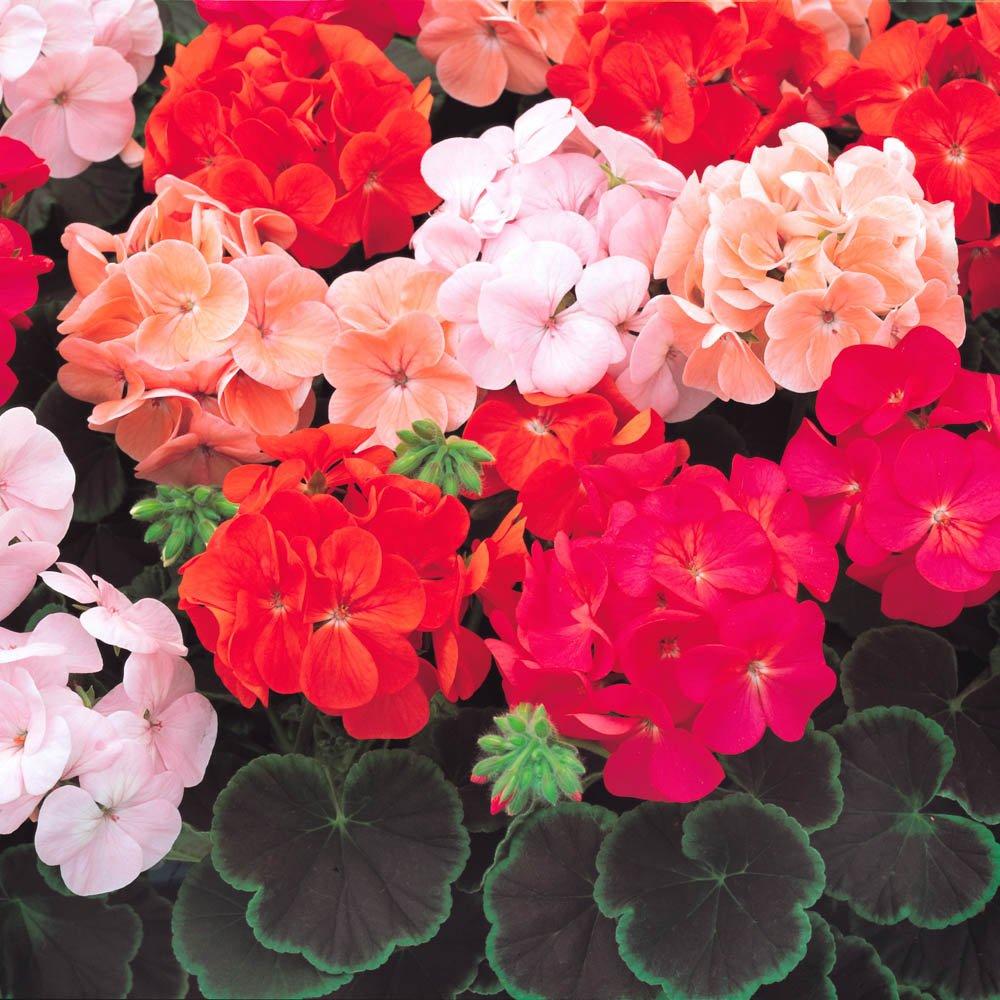 Red - YouGarden - Geranium Bullseye Mixed (12 Plug Plants) - 1