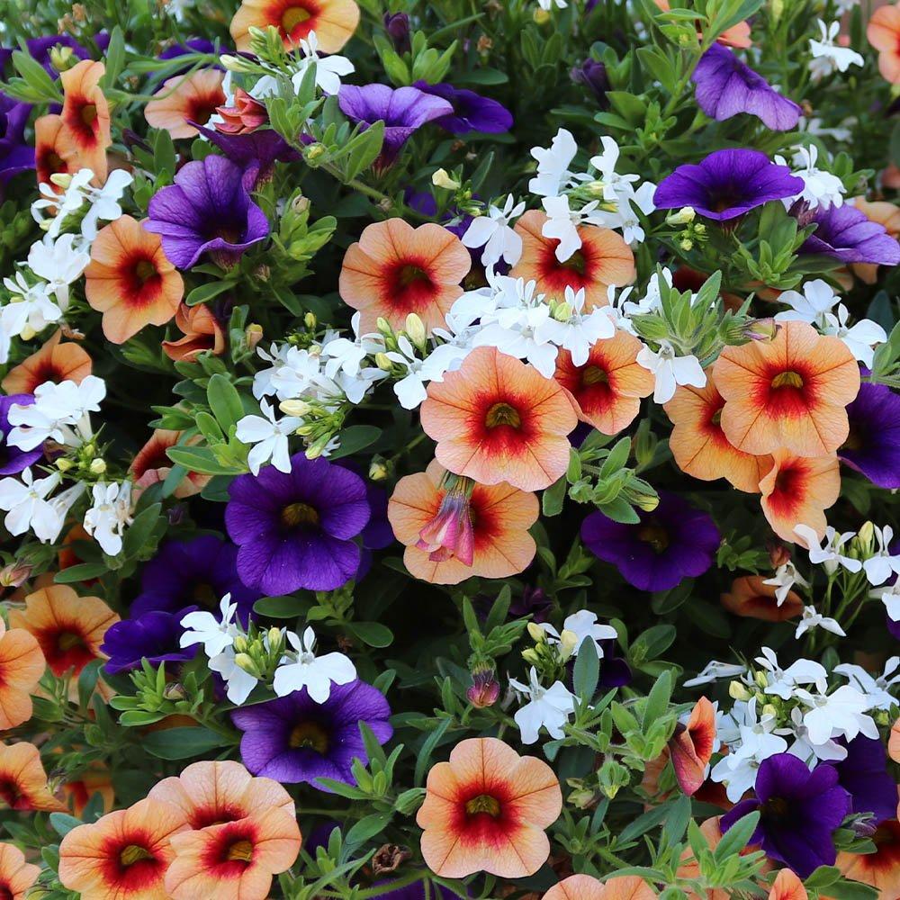 Multi - YouGarden - Fruit Salad Mix (12 Plug Plants) - 1