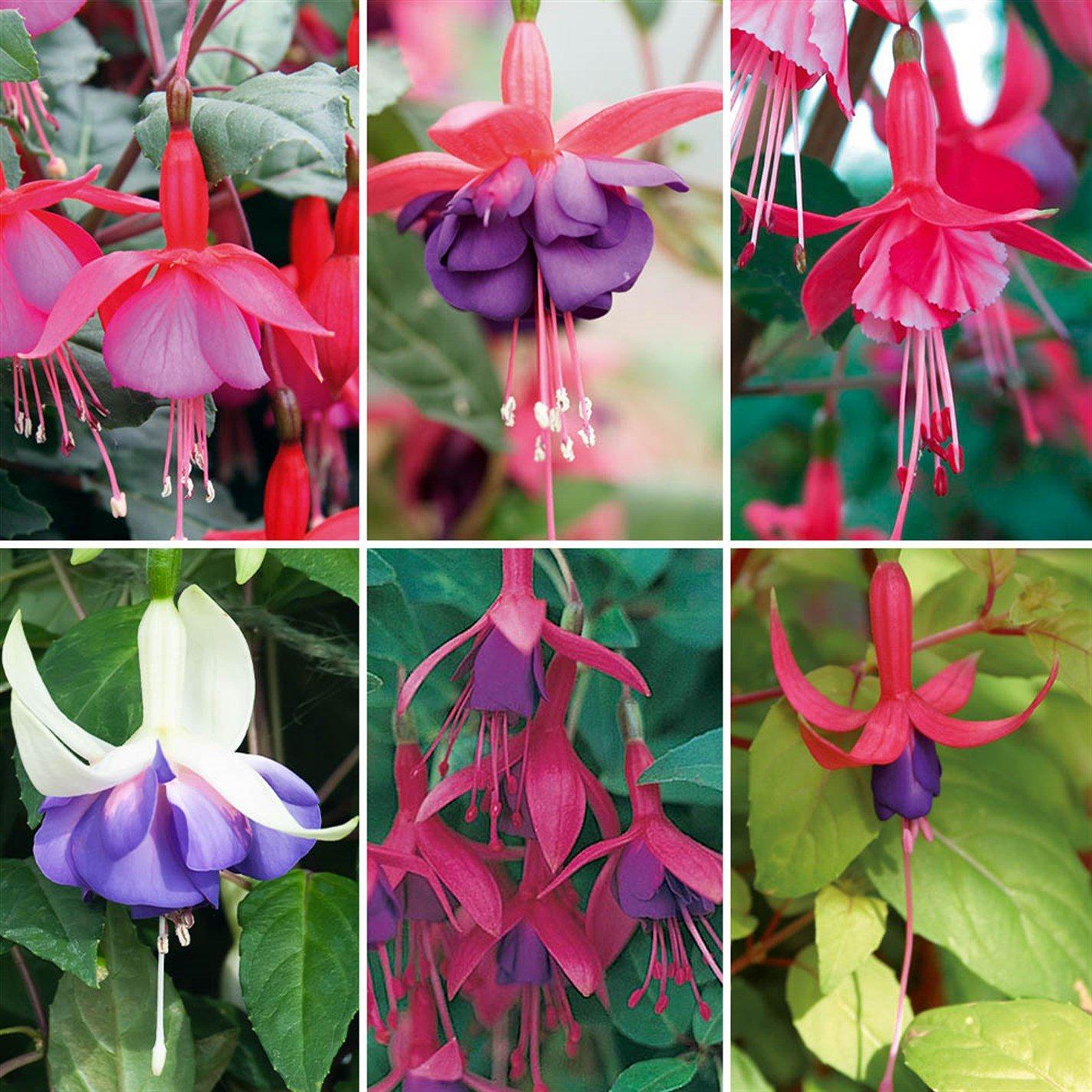 Multi - YouGarden - Hardy Fuchsias (12 Plug Plants) - 1