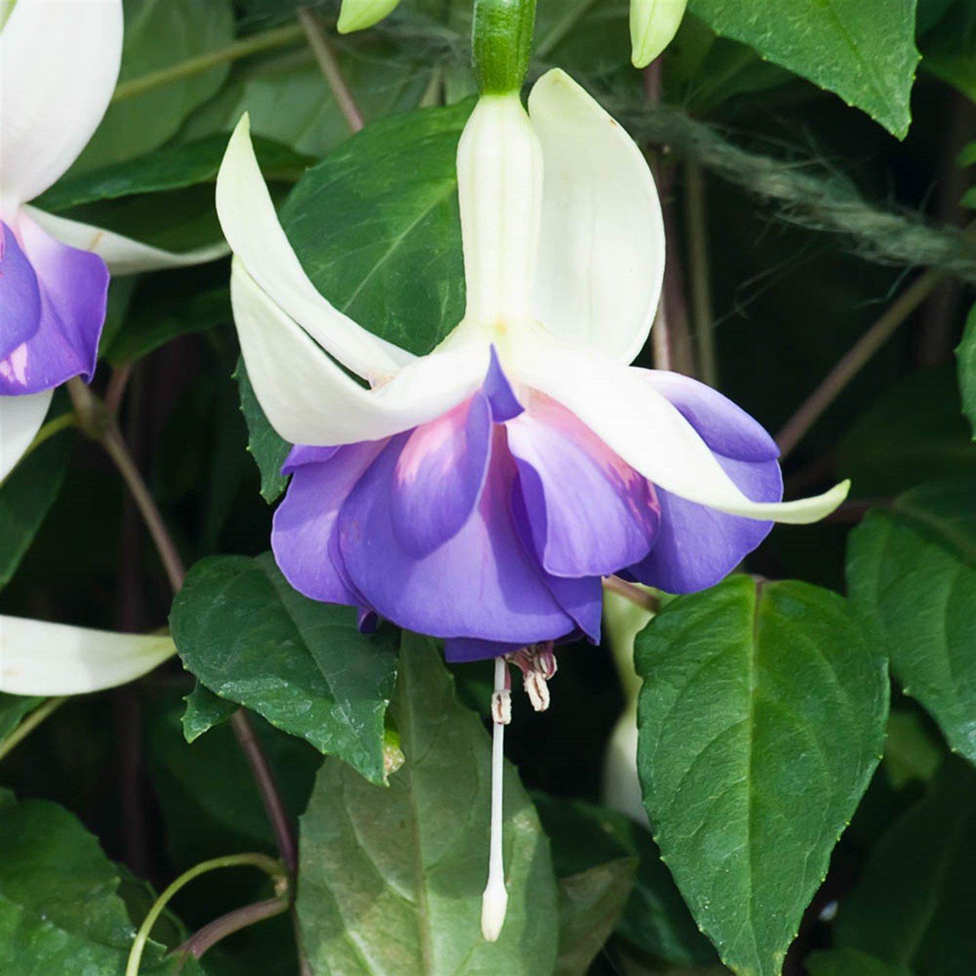 Multi - YouGarden - Hardy Fuchsias (12 Plug Plants) - 3