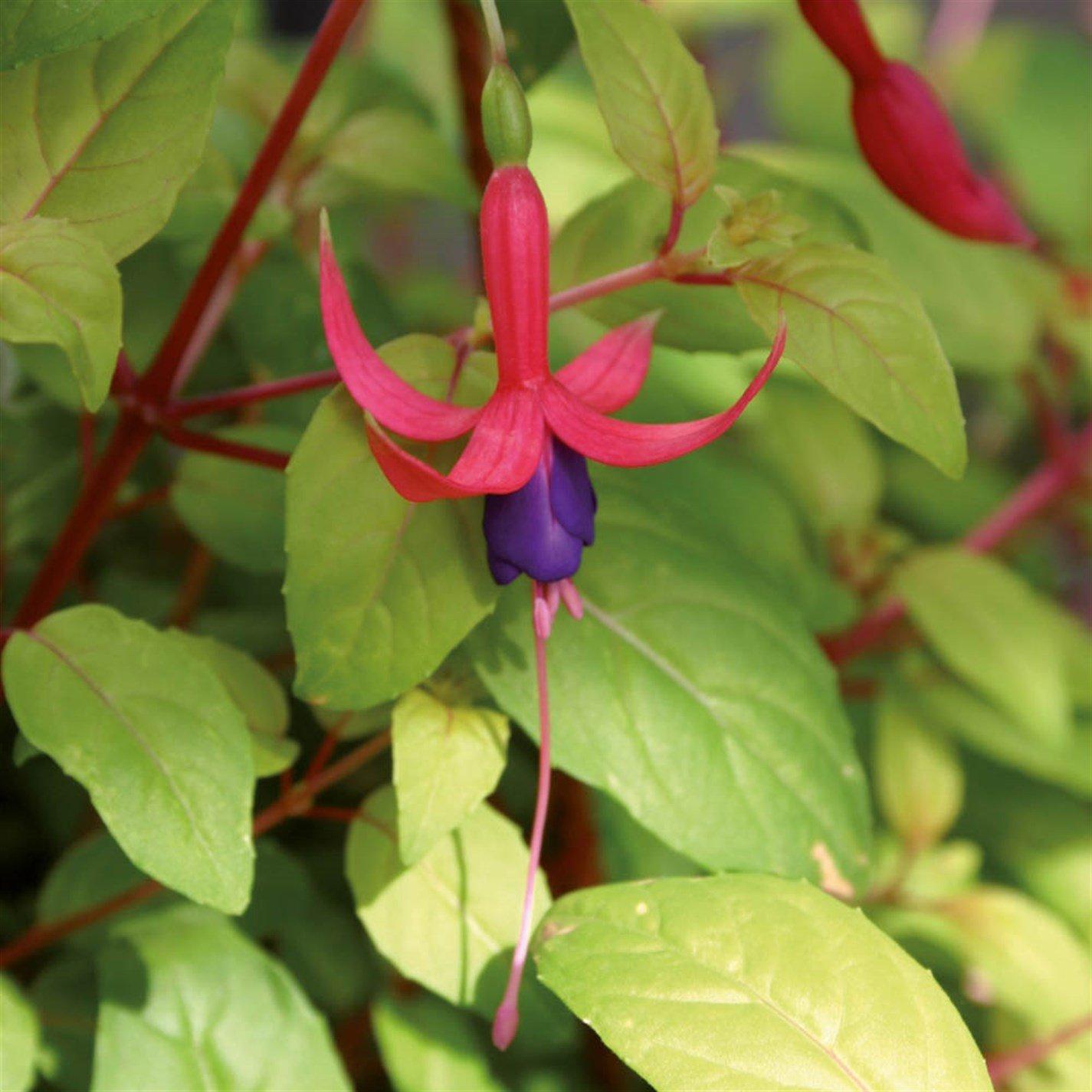 Multi - YouGarden - Hardy Fuchsias (12 Plug Plants) - 5