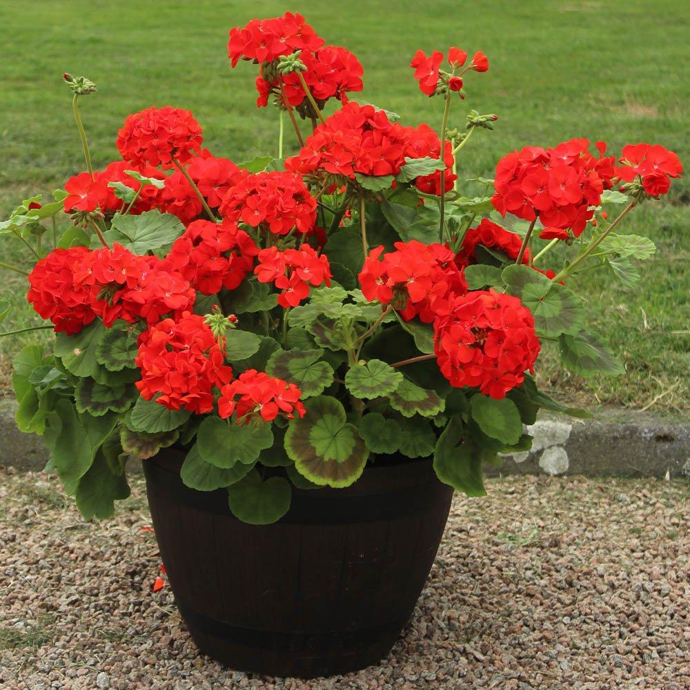 Red - YouGarden - Geranium Fire Queen (12 Plug Plants) - 1