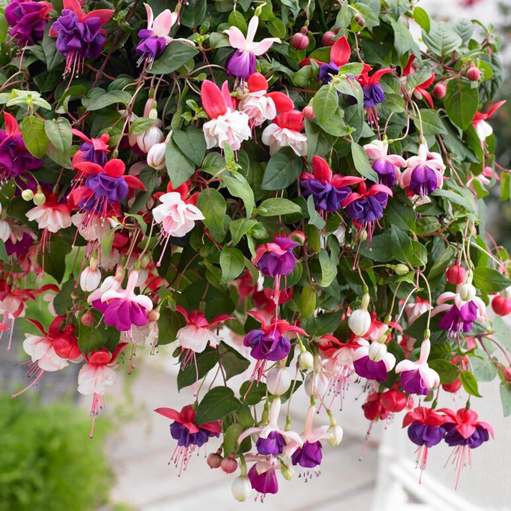 YouGarden Fuchsia Trailing Collection (12 Plug Plants)