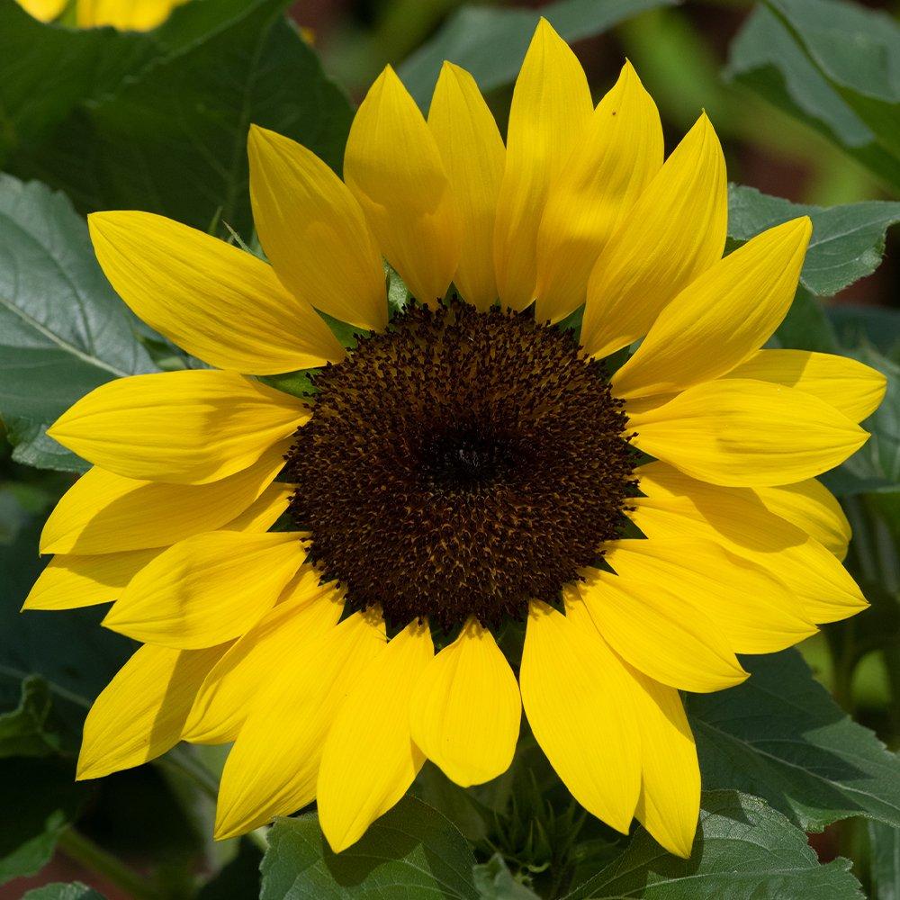 Yellow - YouGarden - Sunflower Sunsation (12 Plug Plants) - 2