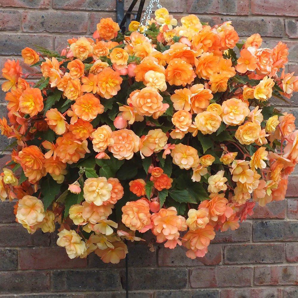 Multi - YouGarden - Begonia Apricot Shades Improved (20 Garden Ready P - 2