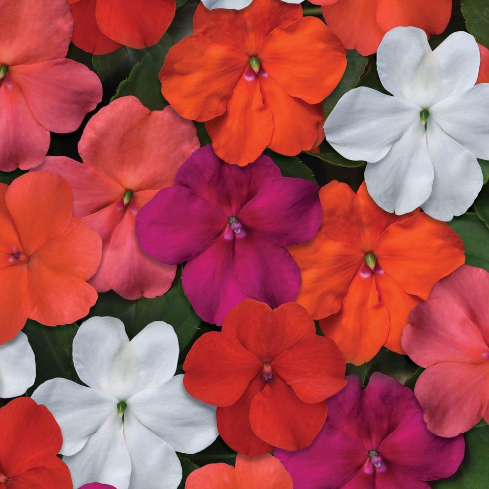 Multi - YouGarden - Busy Lizzie Beacon Mix (20 Garden Ready Plants) - 1