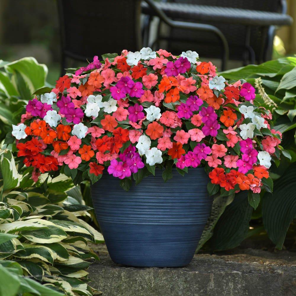 Multi - YouGarden - Busy Lizzie Beacon Mix (20 Garden Ready Plants) - 2