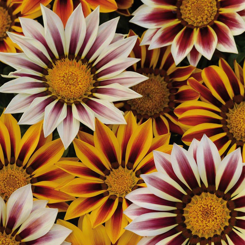 Multi - YouGarden - Gazania Tiger Stripes Mix (20 Garden Ready Plants) - 1