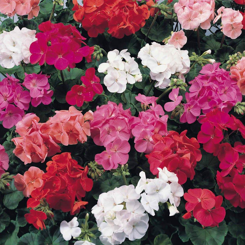 Multi - YouGarden - Geranium Cabaret Mix (20 Garden Ready Plants) - 1