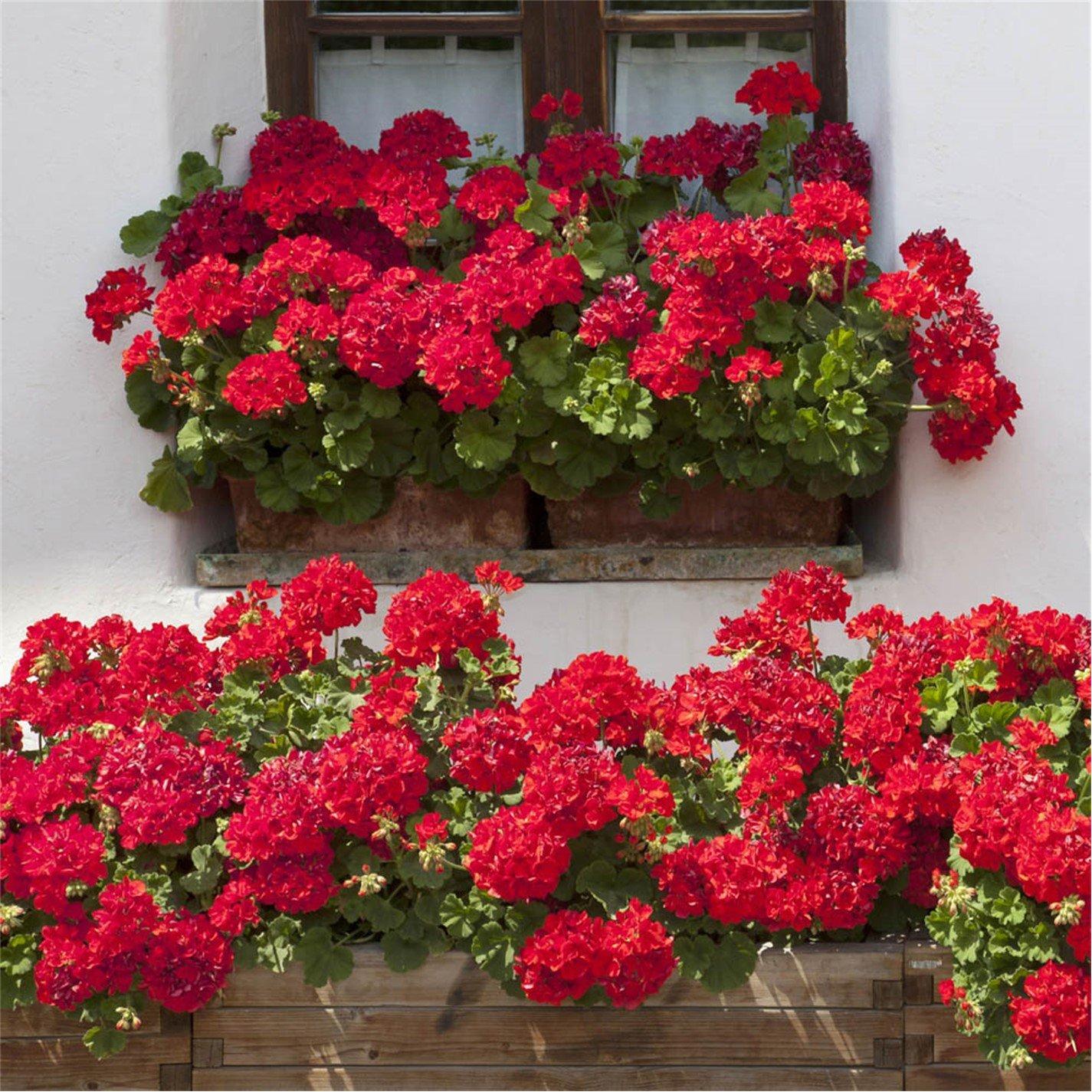 Red - YouGarden - Geranium Fire Queen (20 Garden Ready Plants) - 1