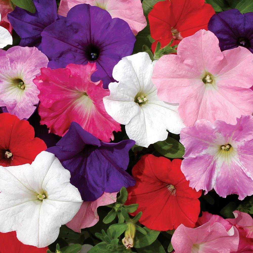 Multi - YouGarden - Petunia Easy Wave Ult Mix (20 Garden Ready Plants) - 1