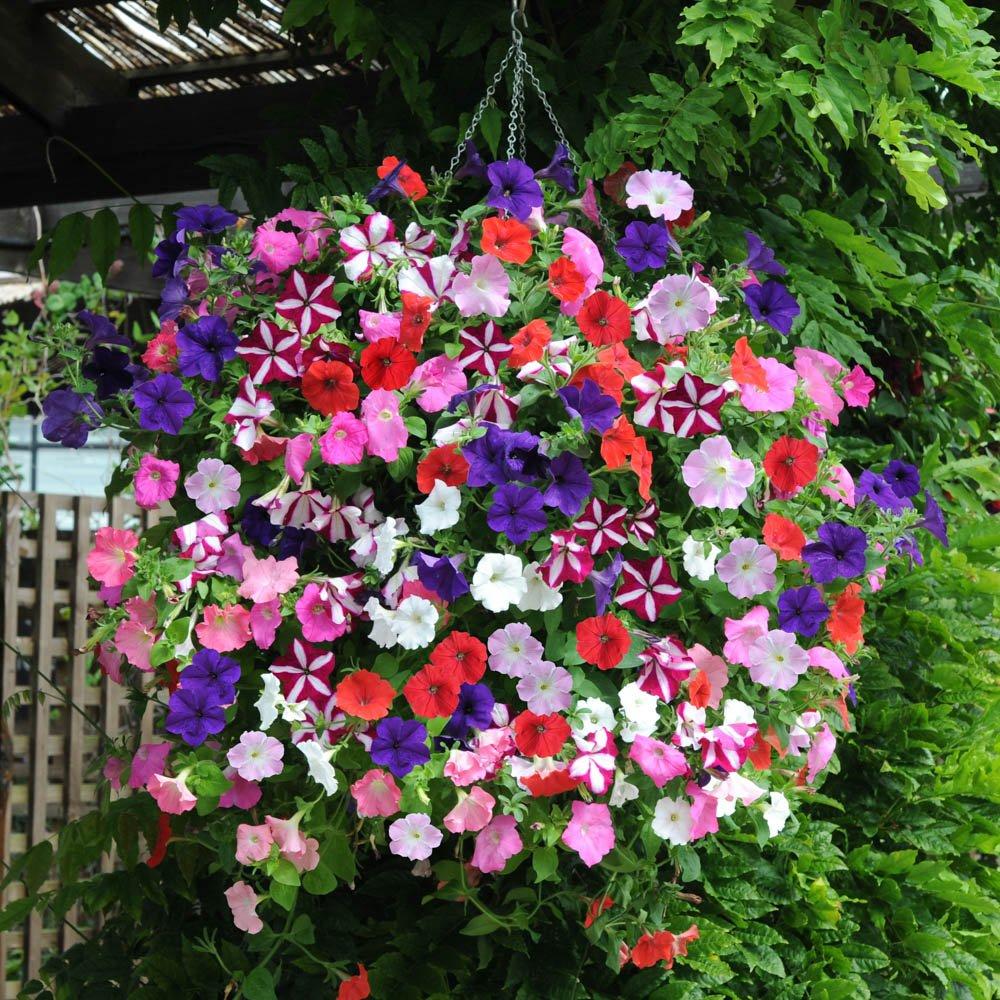 Multi - YouGarden - Petunia Easy Wave Ult Mix (20 Garden Ready Plants) - 2