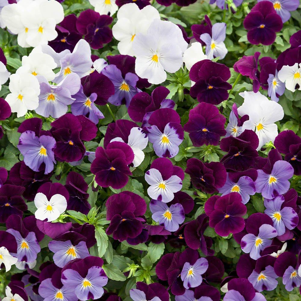 Multi - YouGarden - Pansy Cool Wave Berries & Cream Mix (20 Garden Rea - 1