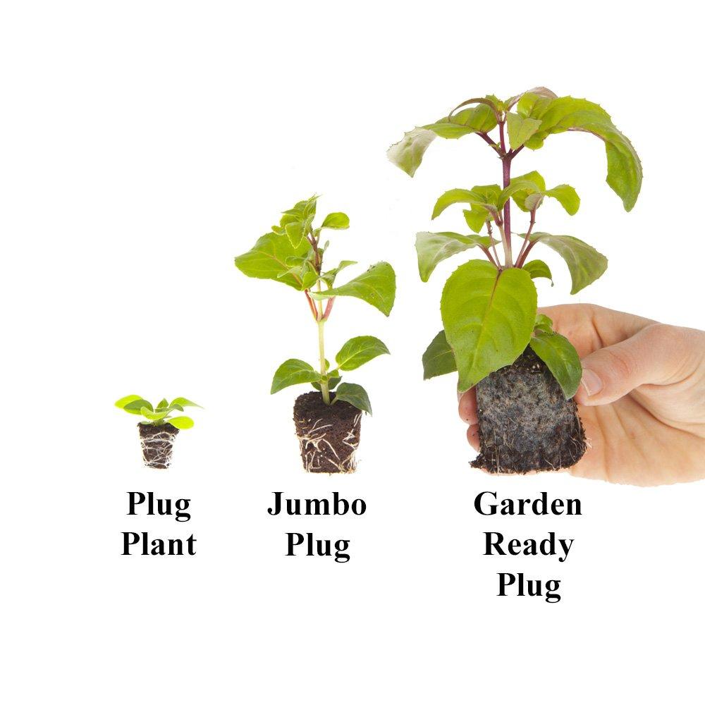 Multi - YouGarden - Pansy Cool Wave Berries & Cream Mix (20 Garden Rea - 2