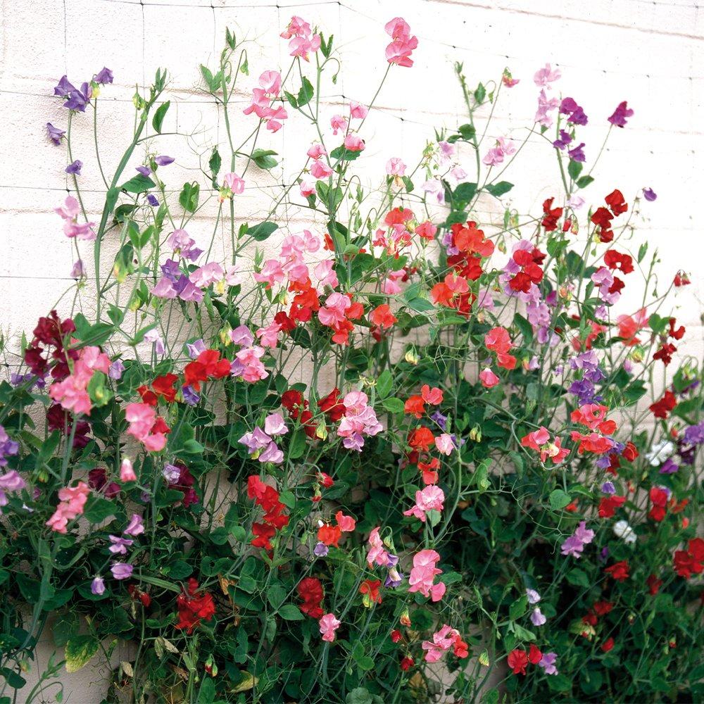 Multi - YouGarden - Sweet Pea Cut Flower Mix (20 Garden Ready Plants) - 1