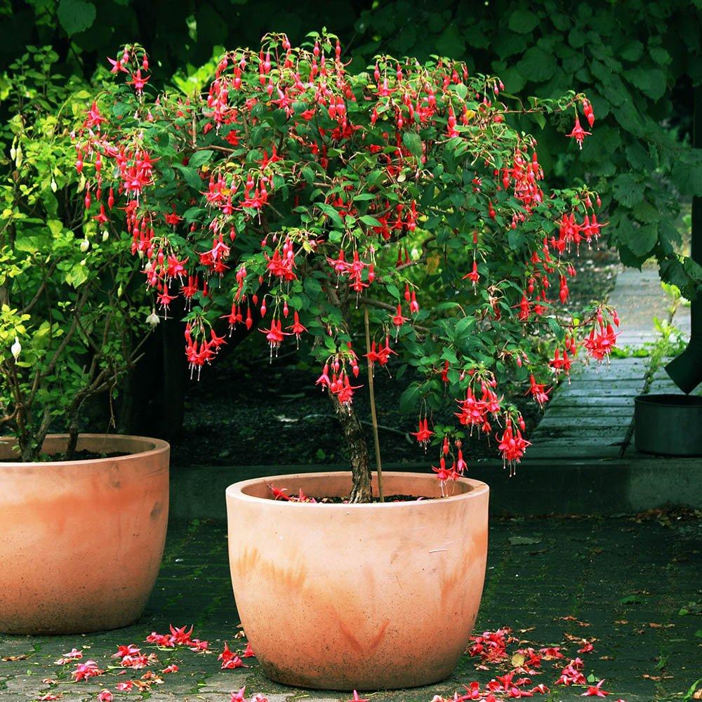 YouGarden Fuchsia Tree (approx 65/80cm tall) - 19cm Pot