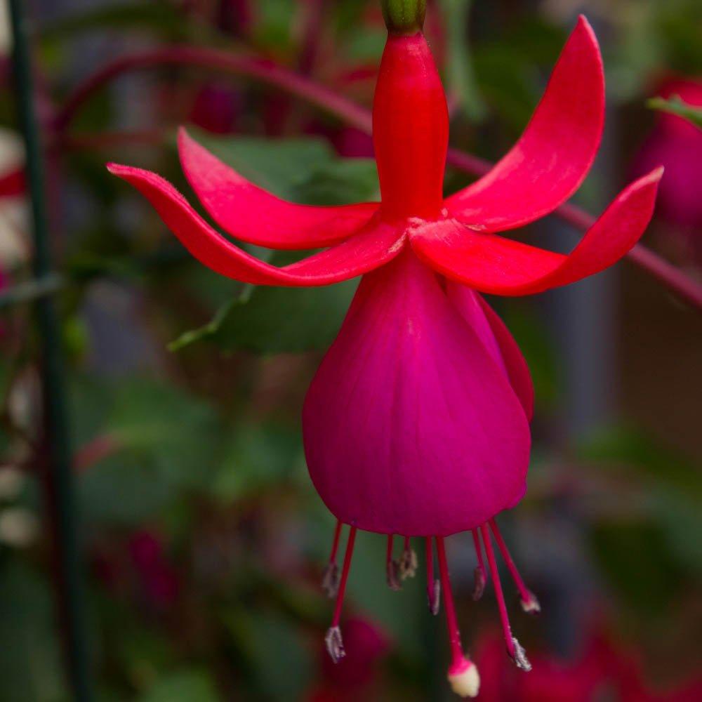 Multi - YouGarden - Fuchsia Tree (approx 65/80cm tall) - 19cm Pot - 2
